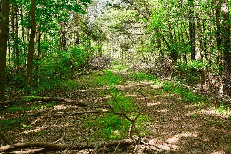 Logging roads have been cut throughout the Forest of the Broadkill River parcel, which will be converted to trails in the future. RON MACARTHUR PHOTO